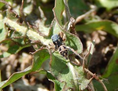 Habronattus captiosus