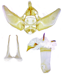 Eupithecia subcolorata