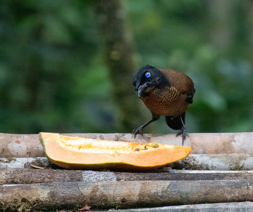 Parotia lawesii observed 2026-06-12