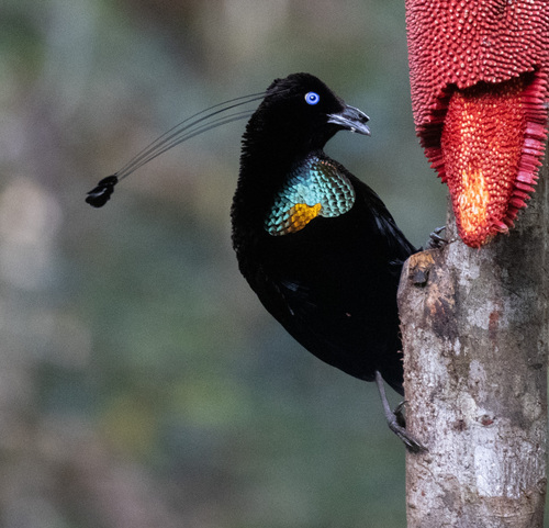 Parotia lawesii observed 2026-06-12