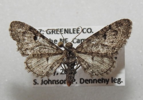Eupithecia subcolorata