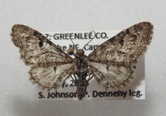 Eupithecia subcolorata