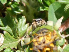 Habronattus captiosus