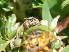 Habronattus captiosus
