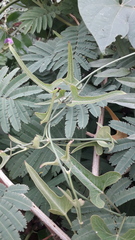 Araujia angustifolia