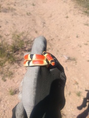 Sonora palarostris