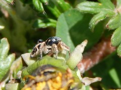 Habronattus captiosus