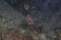 Pempheris multiradiata