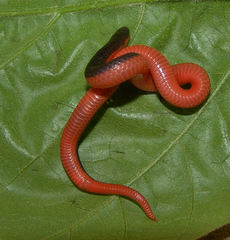 Carphophis amoenus helenae