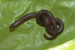 Carphophis amoenus helenae