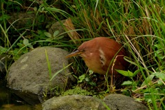 Ixobrychus cinnamomeus