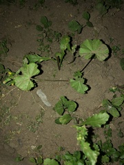 Malva pusilla