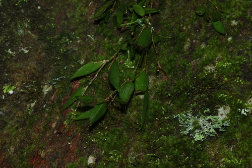 Dendrobium pugioniforme, photograph 6