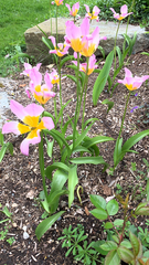 Tulipa saxatilis
