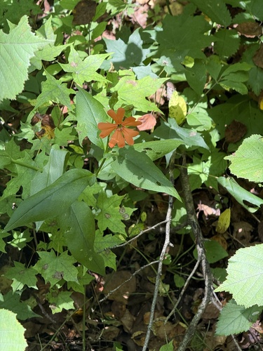 Silene cognata, photograph 3