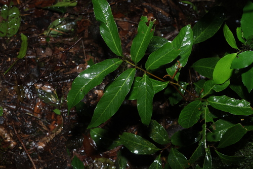Alectryon subcinereus, photograph 6