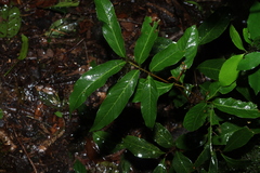 Alectryon subcinereus, photograph (c) Greg Tasney, some rights reserved (CC BY-SA)