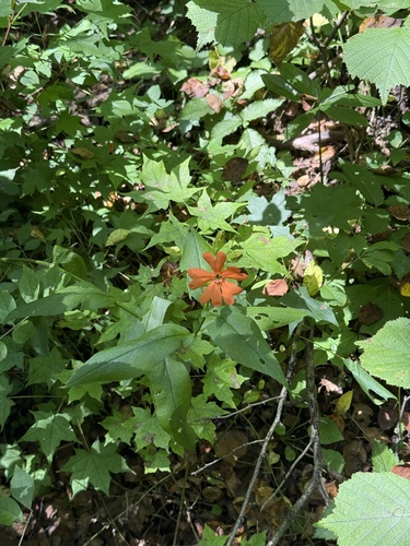 Silene cognata, photograph 4
