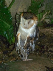 Tyto