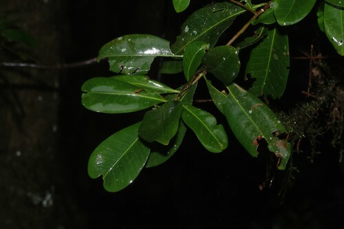 Planchonella australis, photograph 5