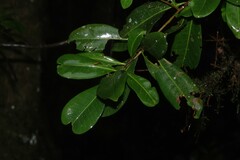 Planchonella australis, photograph (c) Greg Tasney, some rights reserved (CC BY-SA)