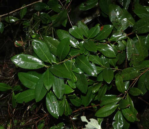 Planchonella australis, photograph 4