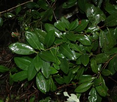 Planchonella australis, photograph (c) Greg Tasney, some rights reserved (CC BY-SA)