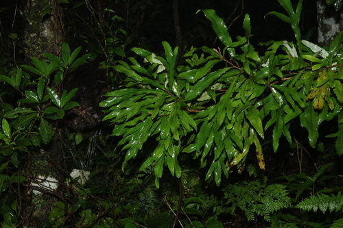 Orites excelsus, photograph 4