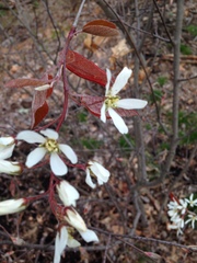Amelanchier × lamarckii