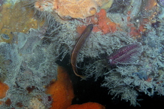 Trachinops caudimaculatus