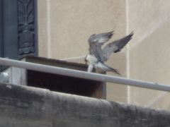 Falco peregrinus