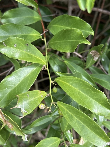 Celastrus hindsii observed 2026-07-19