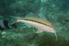 Black-Striped Goatfish photo 2