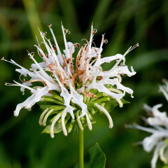 Monarda lindheimeri
