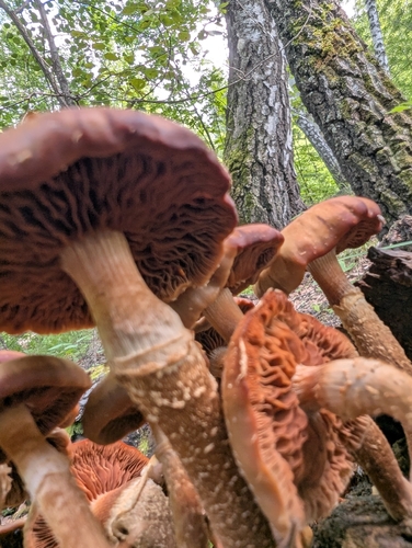 Honey Mushrooms — Armillaria mellea