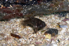 Vincentia conspersa