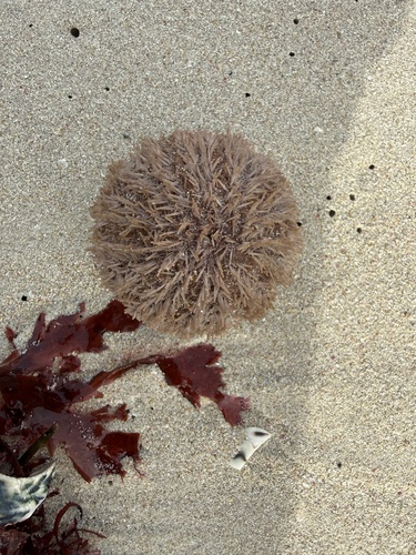 Short-spine urchin