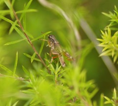 Phaulacridium vittatum