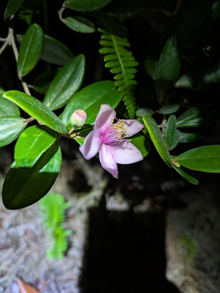 Karamunting (Rhodomyrtus tomentosa)