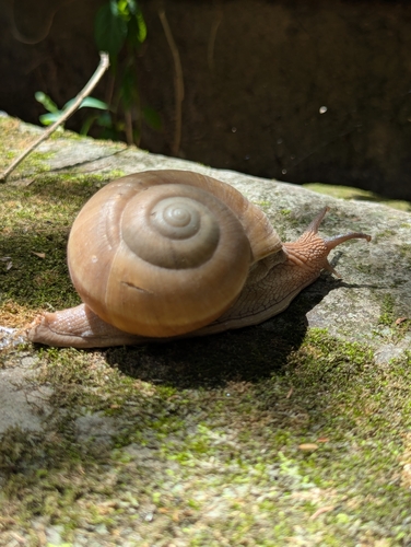 Hemiplecta distincta, 2026-06-27