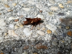 Tettigidea