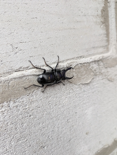 Dorcus nepalensis