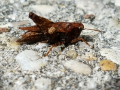 Tettigidea