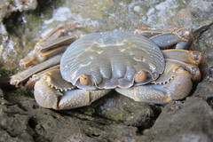 Geograpsus crinipes