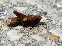 Tettigidea