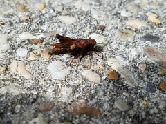 Tettigidea