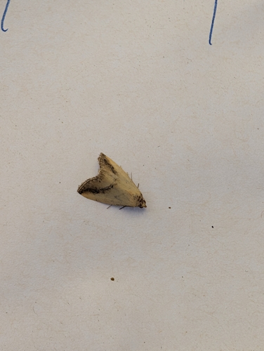 Maliattha plumbata
