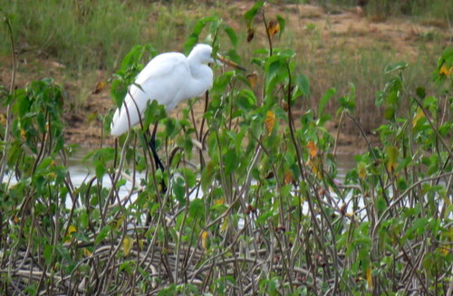iNaturalist image