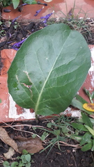 Jaborosa integrifolia