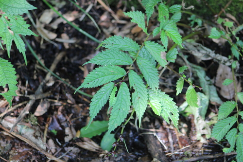 Elatostema involucratum observed 2026-07-16